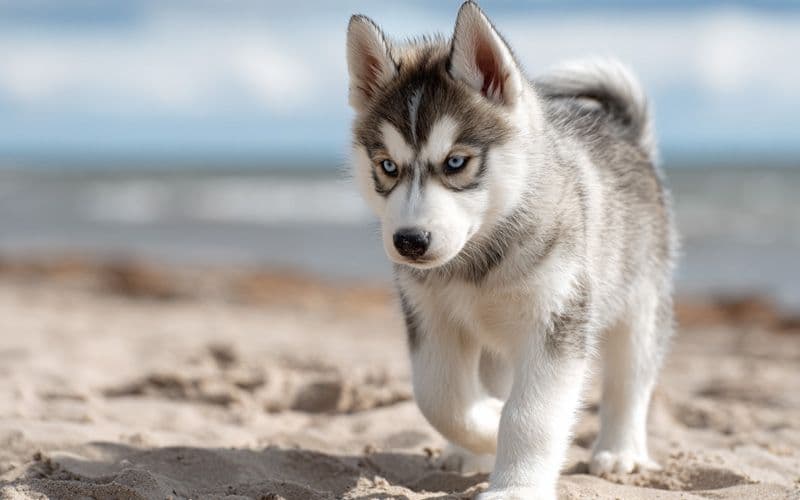 Puppy is developing balance while walking on sand