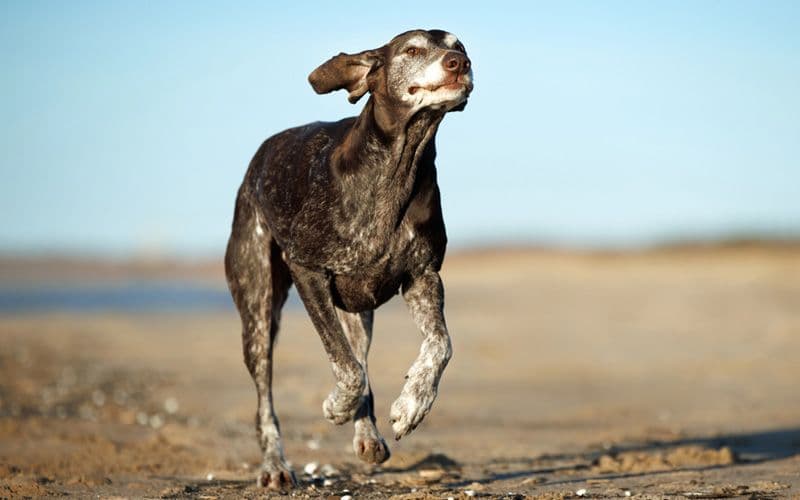Healthy and happy senior dog runs on a beach