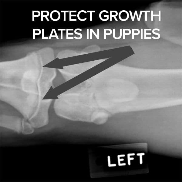 What are puppy growth plates?